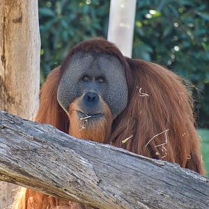 Sumatran Orangutan