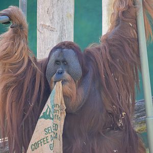 Sumatran Orangutan
