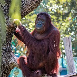 Bornean orangutan (Pongo pygmaeus)