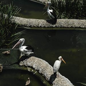 Wings of Asia - Paddy Field