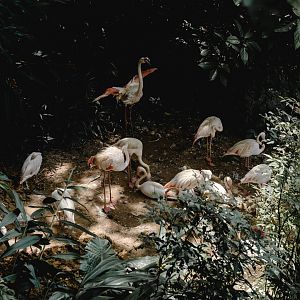 Greater Flamingos (Phoenicopterus roseus)