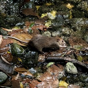 Wild Asian House Rat (Rattus tanezumi)