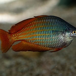 Boseman's rainbowfish