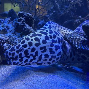 laced moray (gymnothorax favagineus)