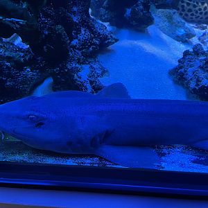 grey bamboo shark (chiloscyllium griseum)