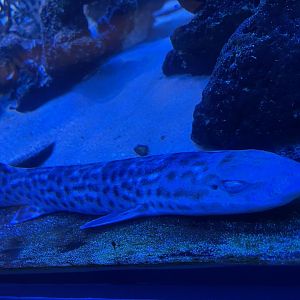 coral catshark (altelomycterus marmoratus)