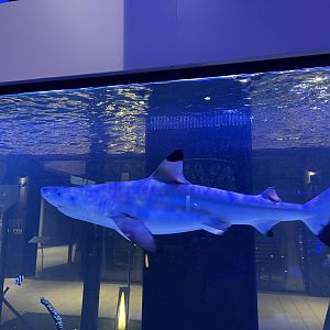 blacktip reef shark (carcharhinus melanopterus)