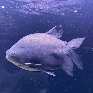 deformed pirapitinga (piaractus brachypomus)