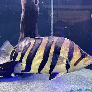 indonesian tigerfish (datnoides microlepis)