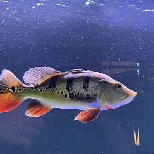 tucanare peacock bass (cichla monoculus) (1)