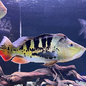 tucanare peacock bass (cichla monoculus) (2)