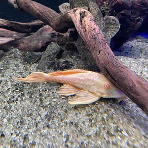 albino suckermouth catfish (hypostomus plecostomus)