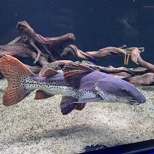 deformed hybrid catfish (phractocephalus hemioliopterus x pseudoplatystoma fasciatum)