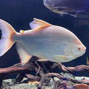 albino piripitinga (piaractus brachypomus)