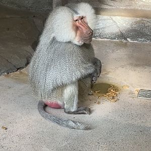 Male Hamadryas Baboon