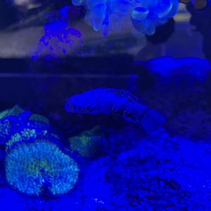 picturesque dragonet (synchiropus picturatus)