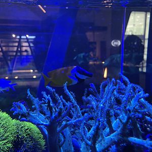 foxface rabbitfish (siganus vulpinus)