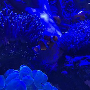 ocellaris clownfish (amphiprion ocellaris)