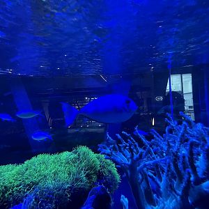 sleek unicornfish (naso hexacanthus)