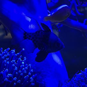 pajama cardinalfish (sphaeramia nematoptera)