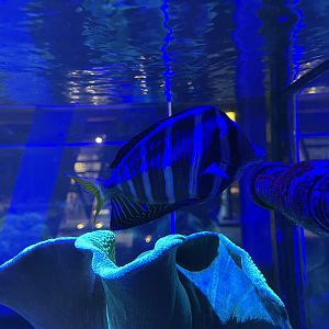 red sea sailfin tang (zebrasoma desjardinii)