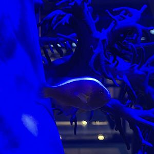 neostripe anemonefish (amphiprion akallopisos)