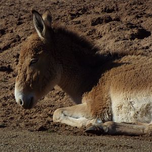Young Onager, Chester Zoo