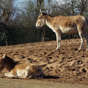 Onagers, Chester Zoo