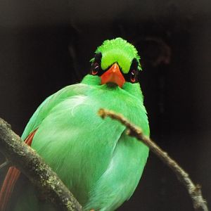 Javan Green Magpie, Chester Zoo
