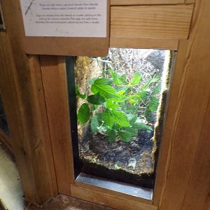 Stick insect terrarium 7.7.24