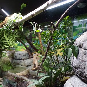 Jamaican boa enclosure 7.7.24