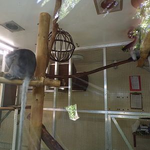 Dusky langur indoors 7.7.24