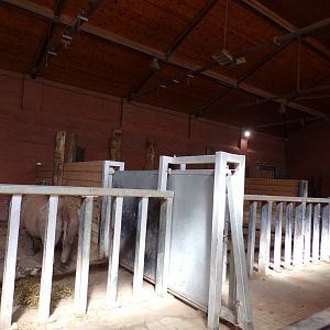 Black rhinoceros indoors 7.7.24