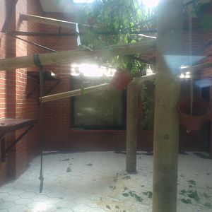 Siamang indoors 7.7.24
