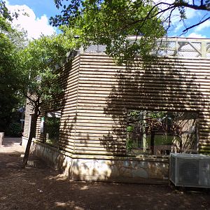 Coppery titi enclosure 7.7.24