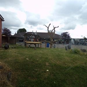 Western lowland gorilla enclosure 7.7.24