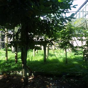 Amur leopard enclosure 7.7.24