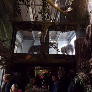 Chimpanzees in overhead tunnel 7.7.24