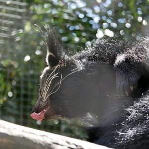 Binturong (Arctictis binturong)