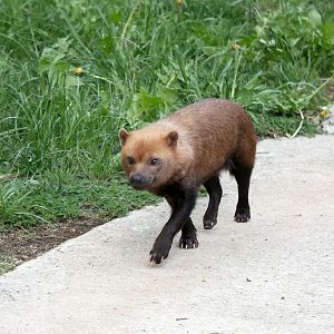 Bushdog (Speothos venaticus)