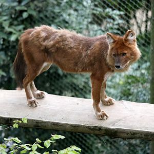 Chinese dhole (Cuon alpinus lepturus)