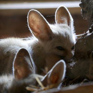 Fennec fox (Vulpes zerda)
