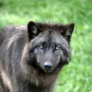 Canadian wolf (Canis lupus occidentalis)