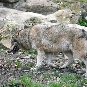 European grey wolf (Canis lupus lupus)