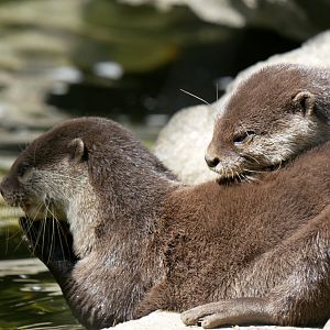 Asian small-clawed otter (Aonyx cinereus)