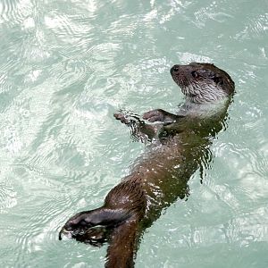 European otter (Lutra lutra lutra)