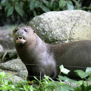 Giant otter (Pteronura brasiliensis)