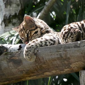 Ocelot (Leopardus pardalis)