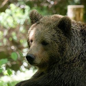 Eurasian brown bear (Ursus arctos arctos)