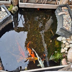 Entrance Koi (4/19/25)